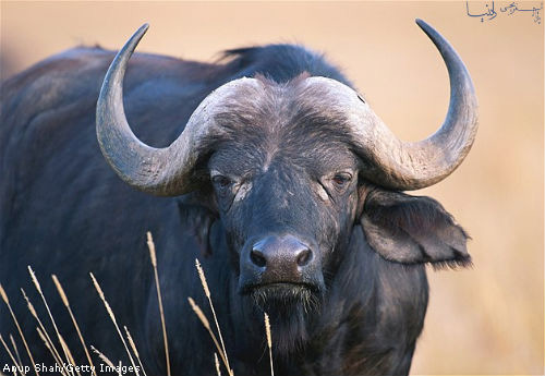 Cape-buffaloe